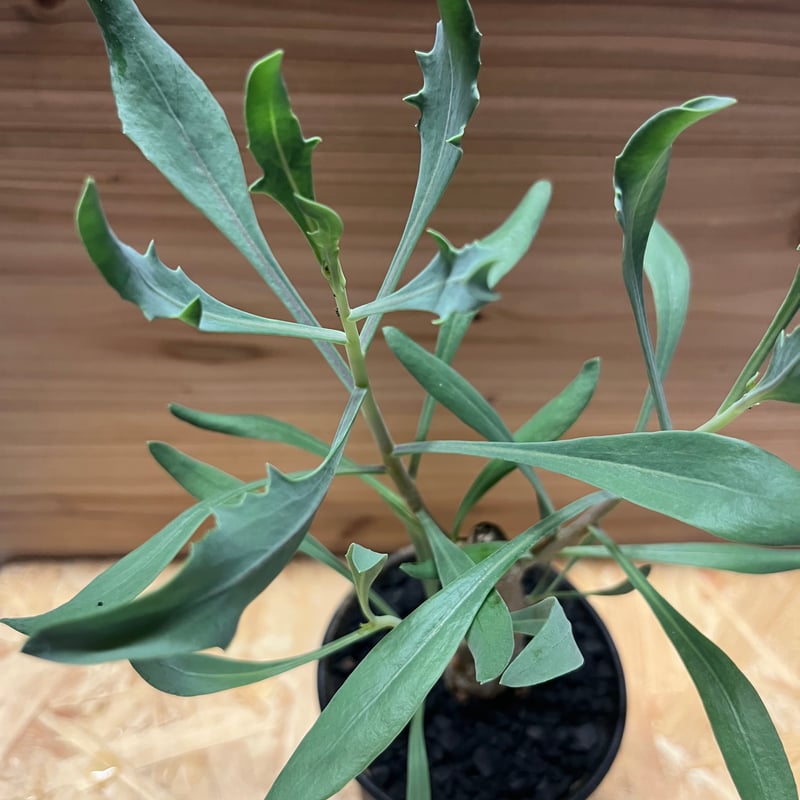 オトンナ レトロフラクタ | GREEN LUCK