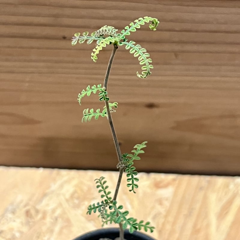 ペ*ペ様 オペルクリカリアヒファエノイデス【鉢付き】 isla del pescado - Operculicarya hyphaenoides-オペルクリ