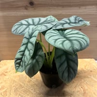 ディオーン エデュレ | GREEN LUCK