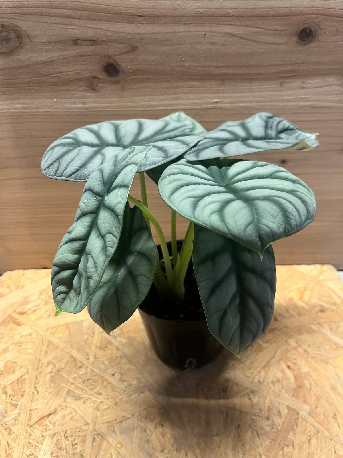 アロカシア シルバードラゴン | GREEN LUCK