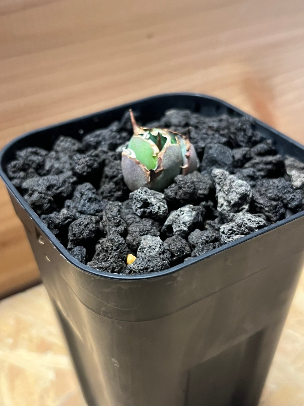 アガベ バトルアクス　子株 バトルアックス アガベ チタノタ バトルアックス | GREEN LUCK