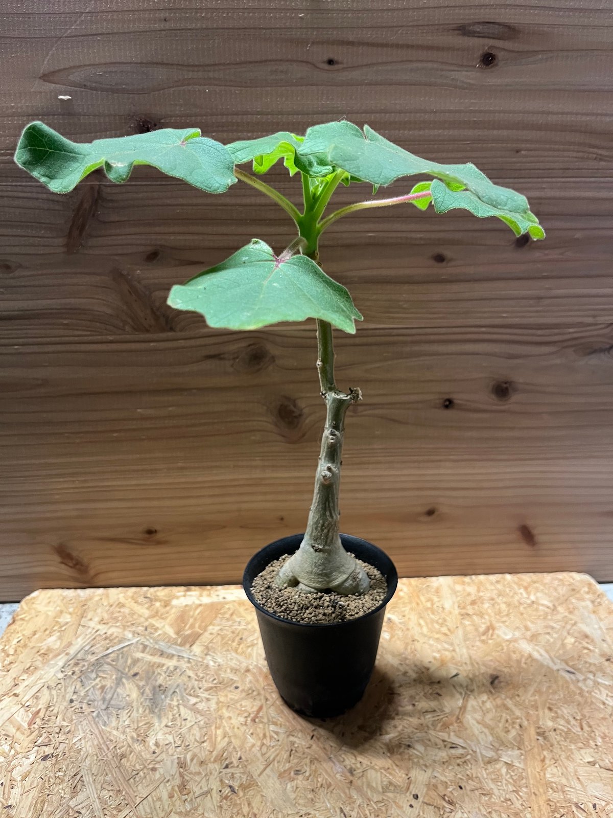 【引取限定特価】【配送不可】 ウンカリーナ グランディディエリ fit=scale-down,w=1200