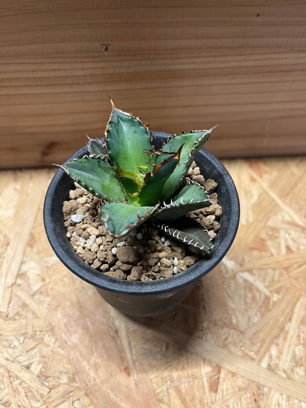 アガベ オバティサナ 'シースター' 子株付き 【公式通販】