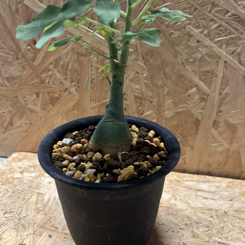 アデニア　グラウカ アデニア グラウカ（幻蝶かずら）043 – linkplants -リンクプランツ-