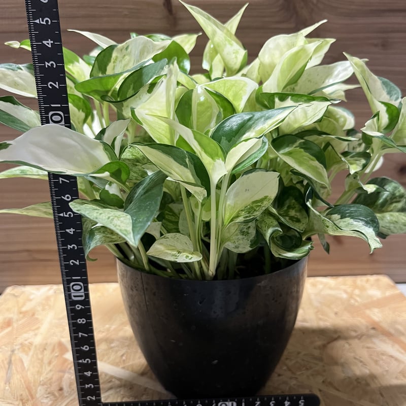 ポトス グローバル | GREEN LUCK