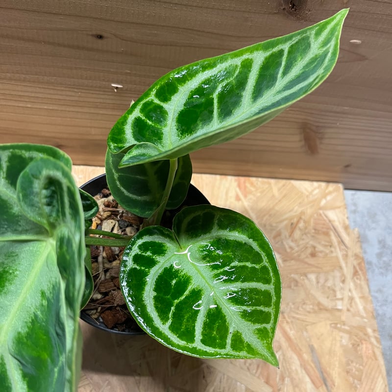 アンスリウム ドラヤキ | GREEN LUCK