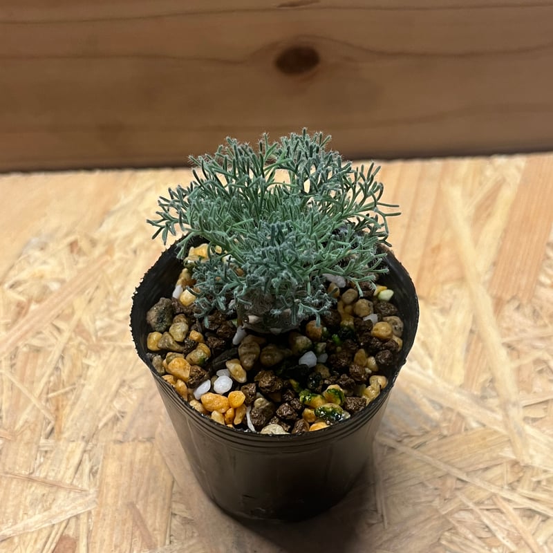 モンソニア ペニクリナム | GREEN LUCK