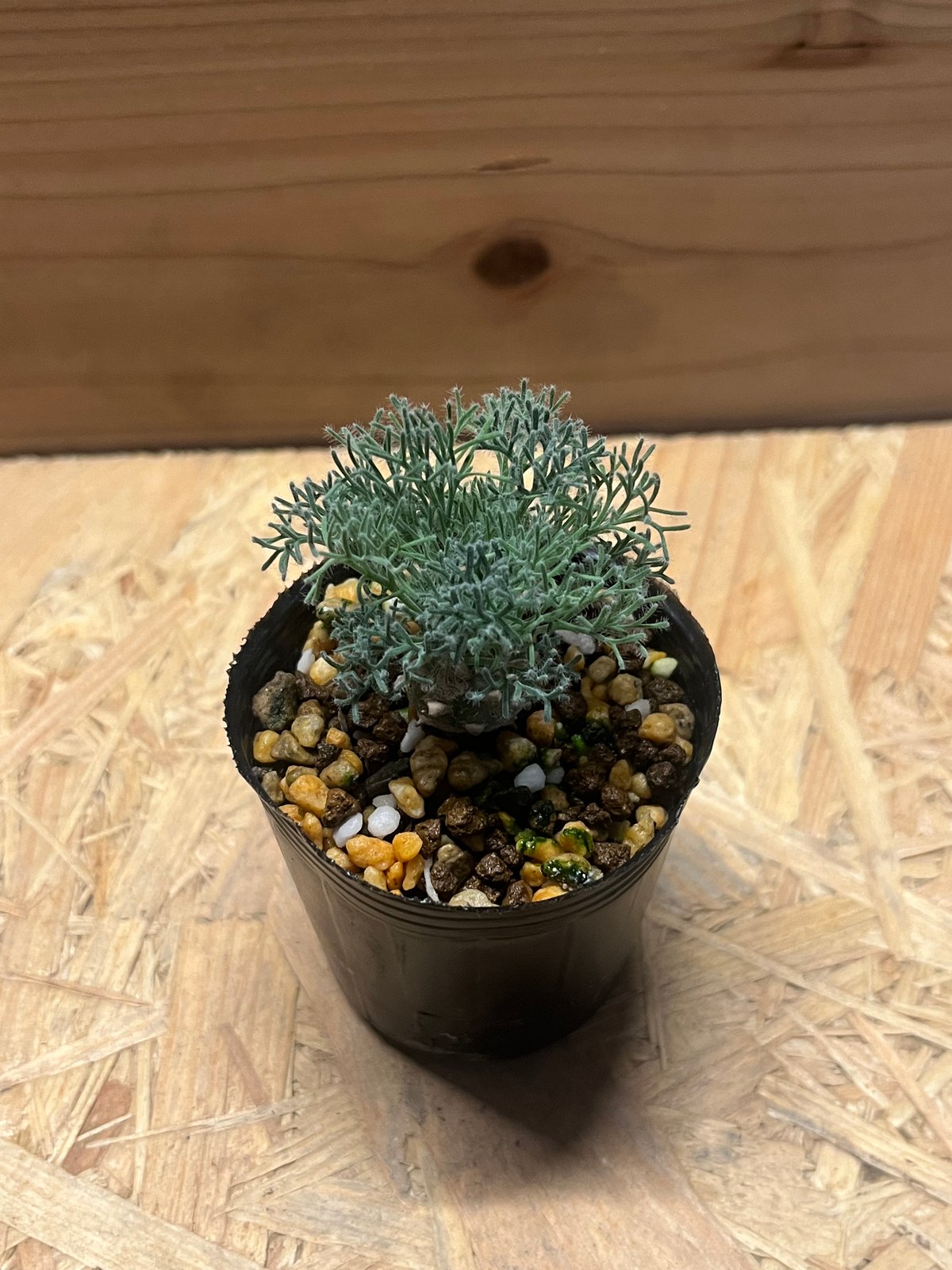 モンソニア ペニクリナム | GREEN LUCK