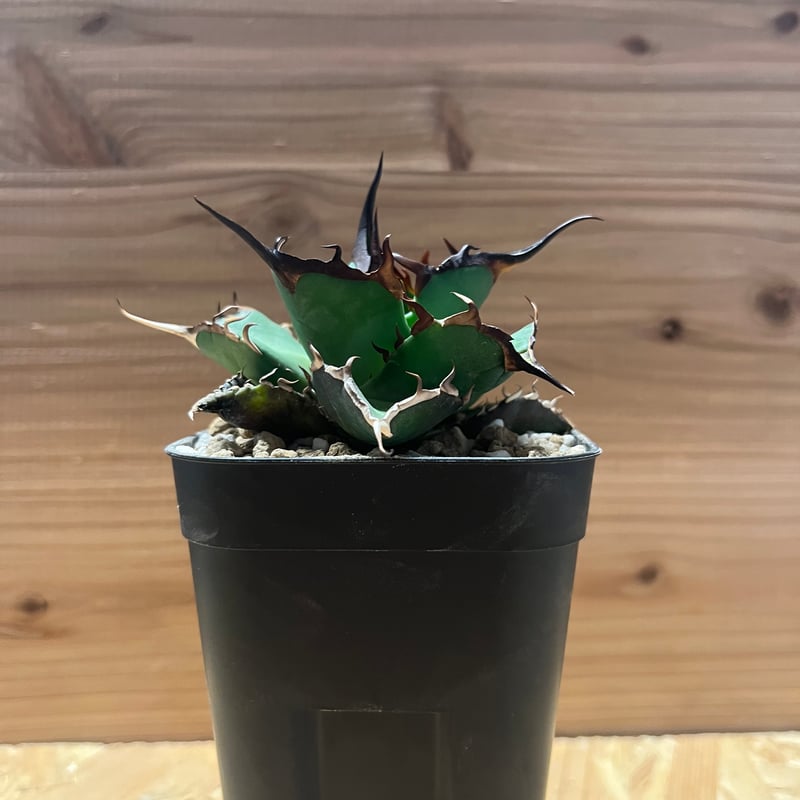 アガベ チタノタ ハデス 黒帝斯 恐龍牙歯 | GREEN LUCK
