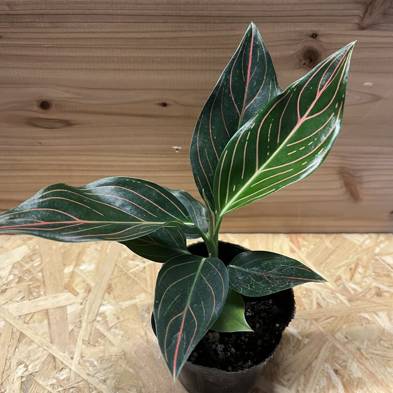 アグラオネマ ロタンダム | GREEN LUCK