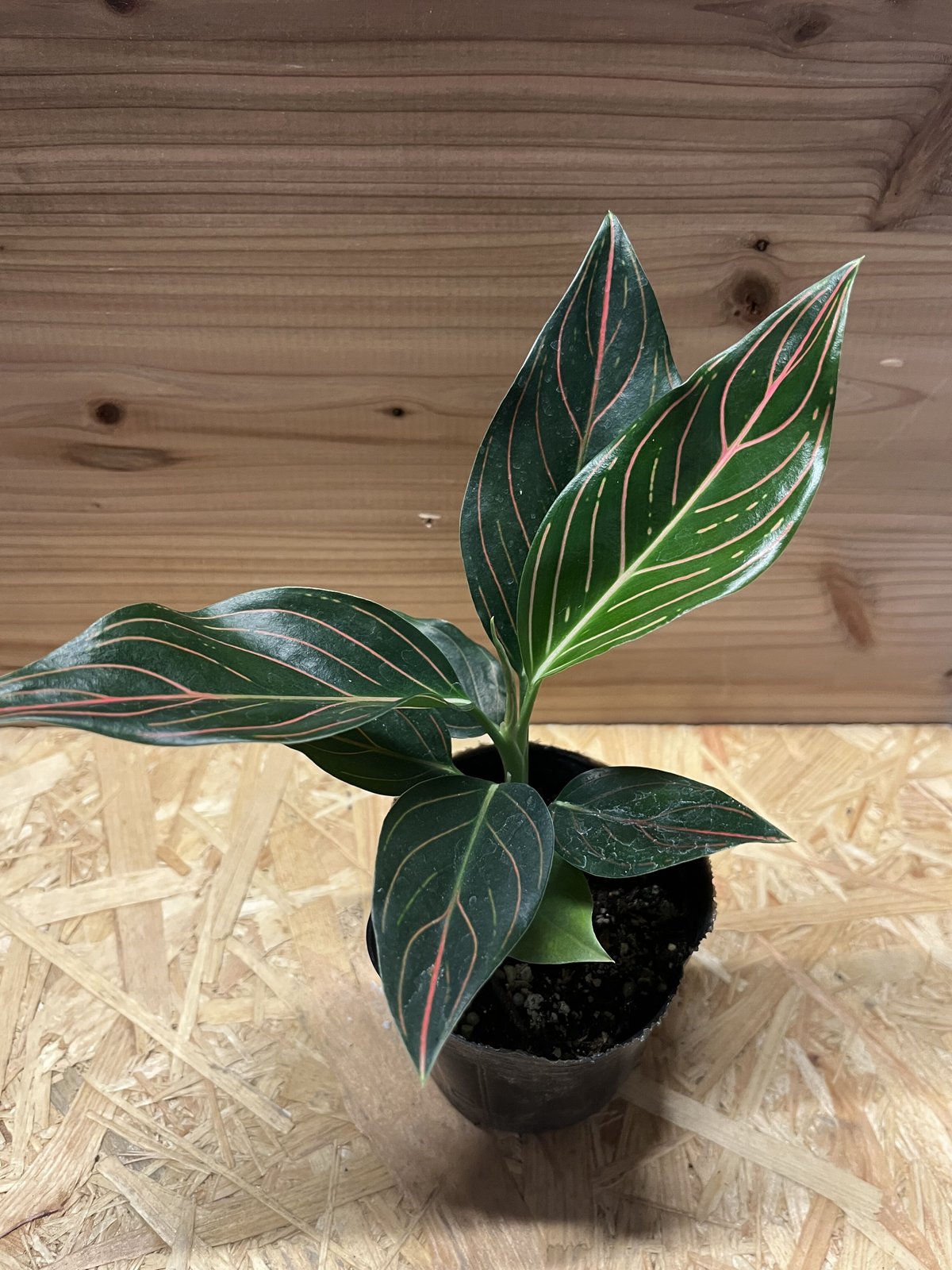 アグラオネマ ロタンダム | GREEN LUCK