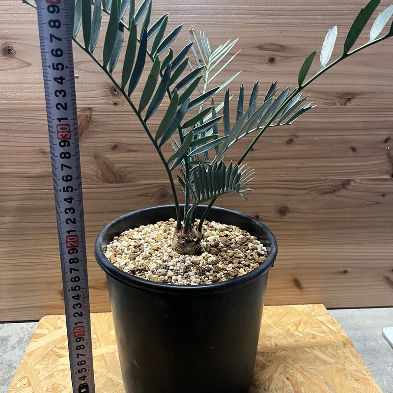 エンセファラルトス レーマニー | GREEN LUCK