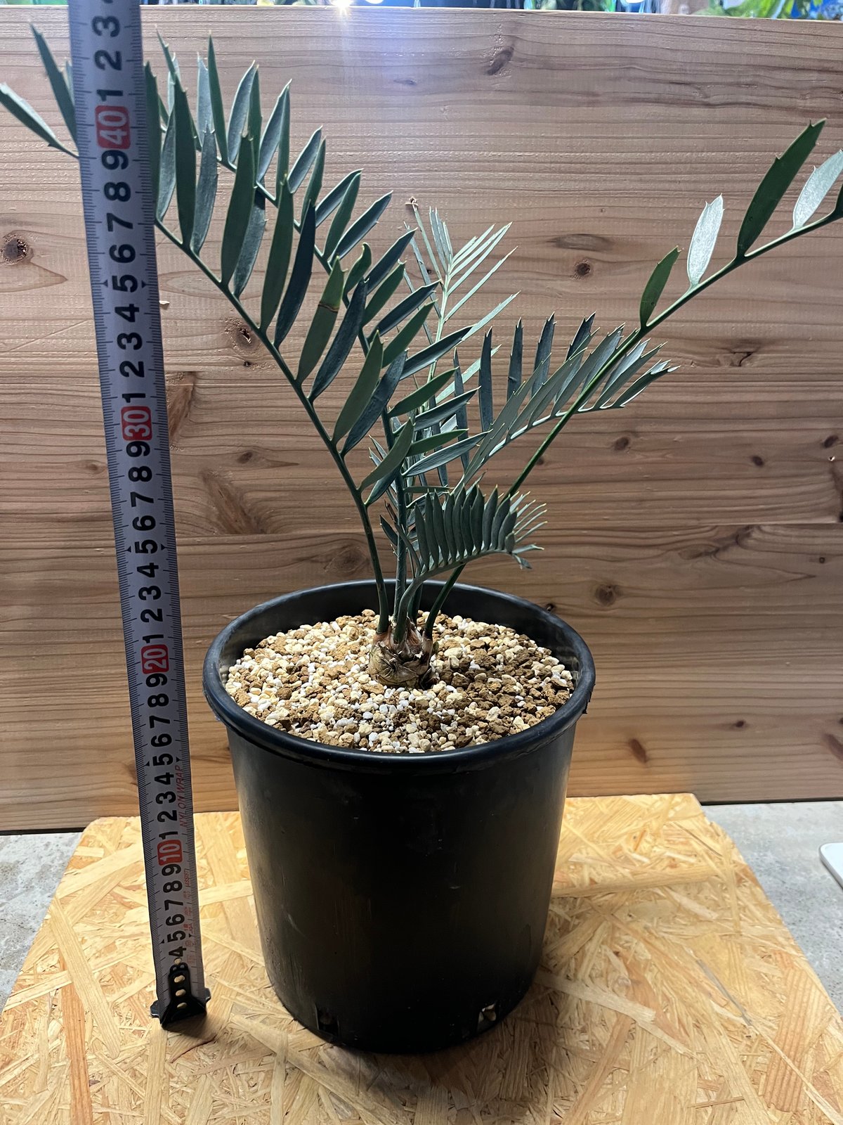 エンセファラルトス・レーマニー・Encephalartos lehmannii エンセファラルトス レーマニー | GREEN LUCK