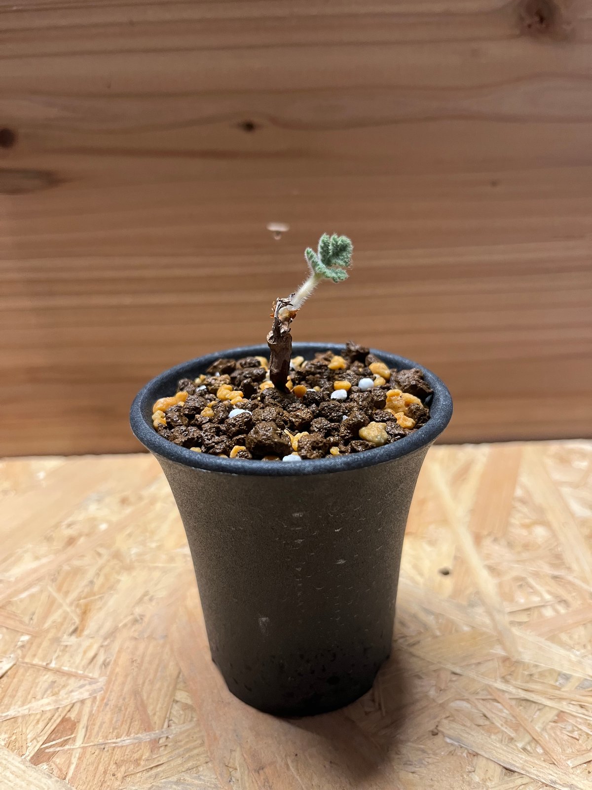 ペラルゴニウム トリステ 根差し | GREEN LUCK