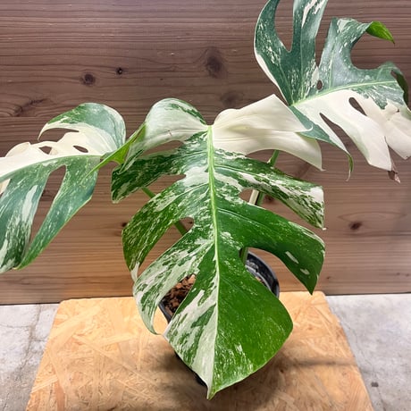 モンステラ | STORES