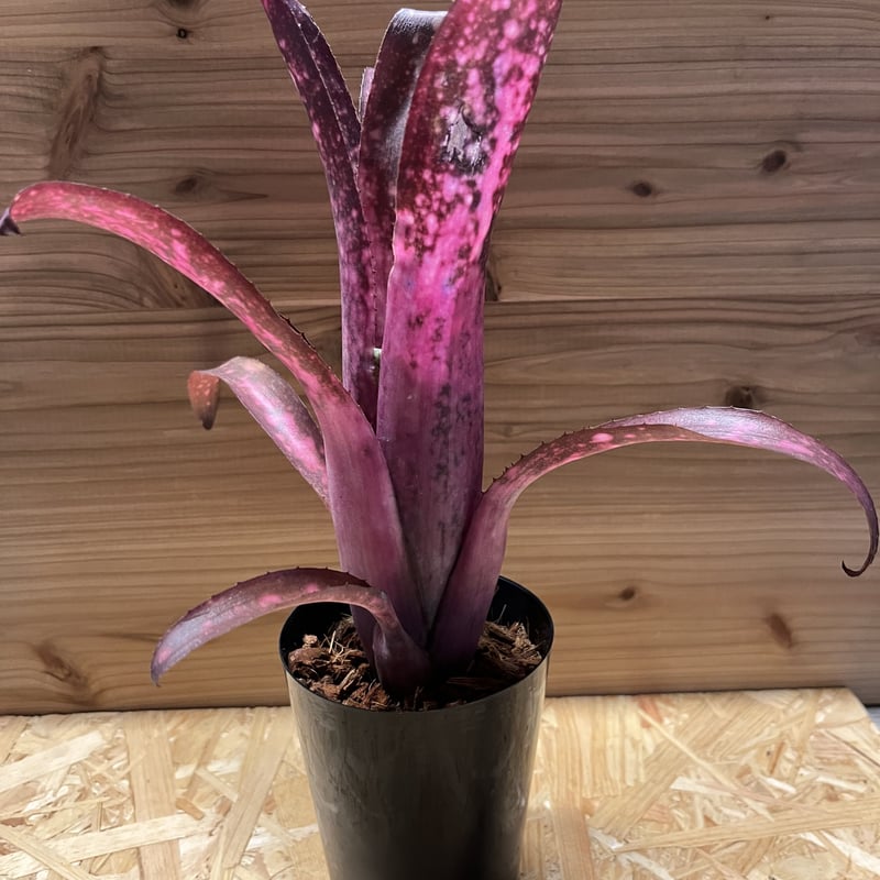 ビルベルギア アリベラ ビルベルギア アリベラ×アラカイ | GREEN LUCK