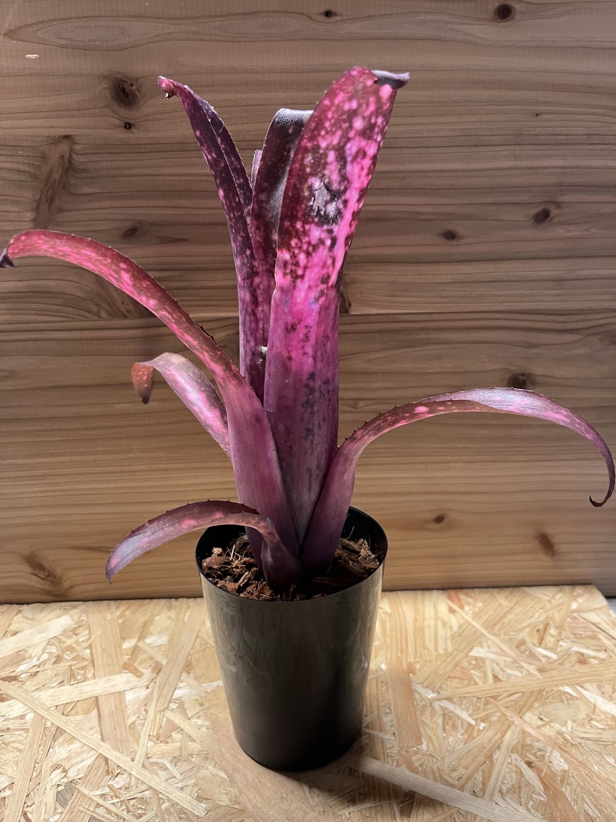 ビルベルギア アリベラ×アラカイ | GREEN LUCK