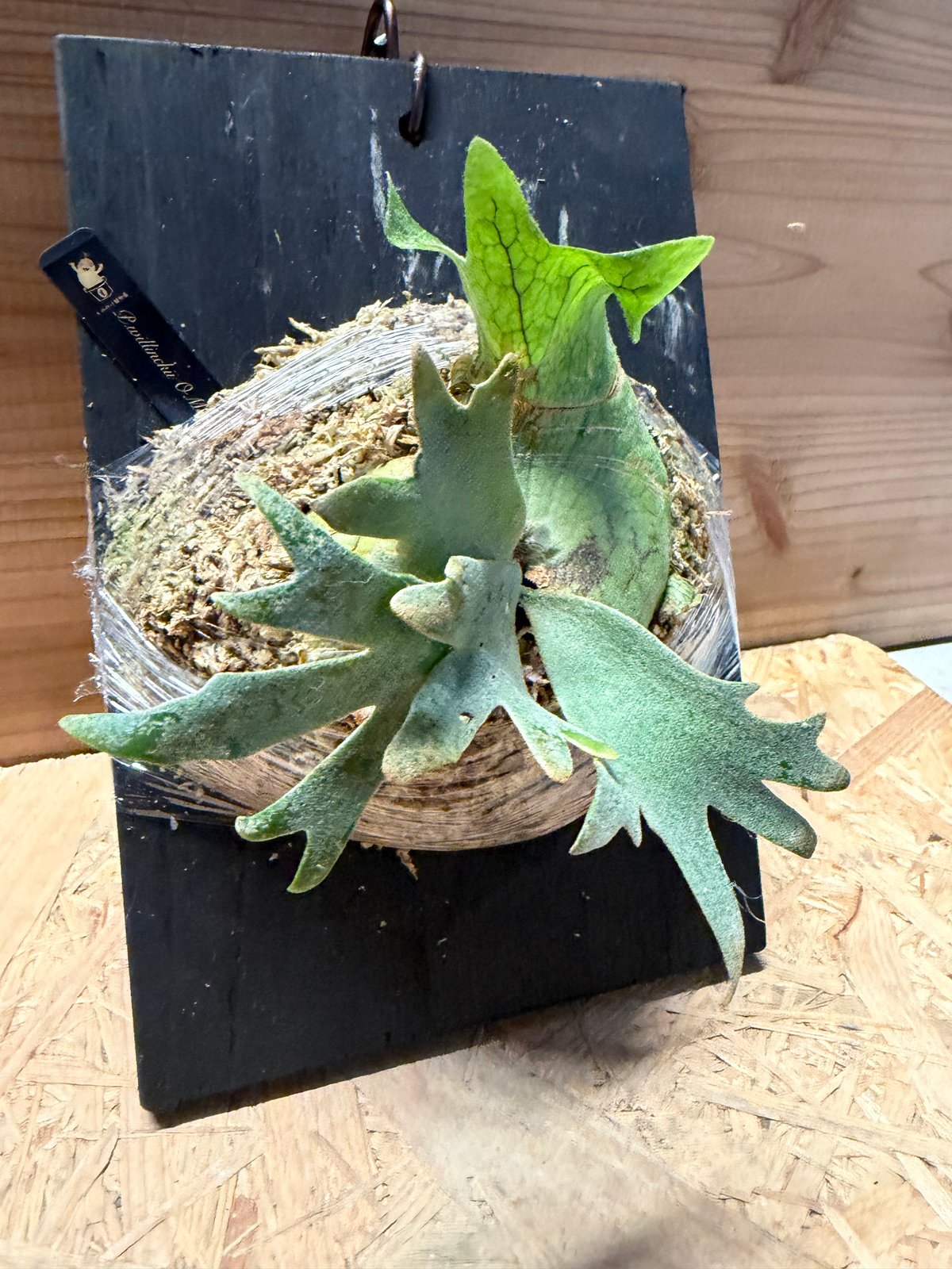 ビカクシダ　P.willinckii omg スポア P. Willinckii “OMG” Plant - Buy Now | Rare & Indoor – HCorchids