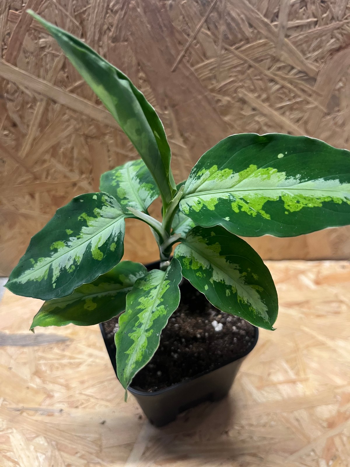 アグラオネマ ピクタム トリカラー | GREEN LUCK