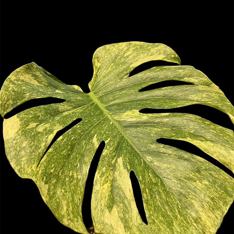 モンステラ デリシオーサ 'プラチナム' | GREEN LUCK