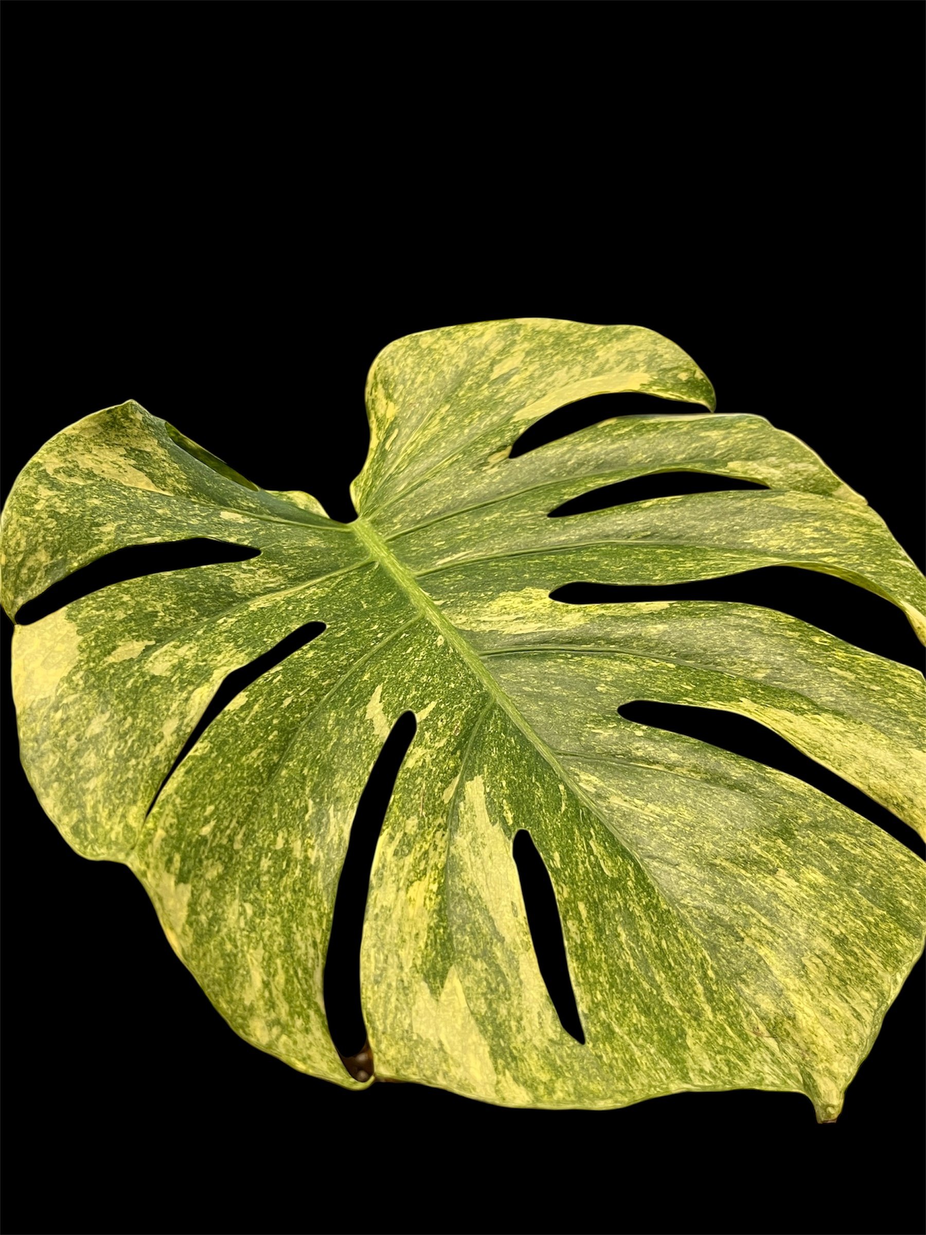 モンステラ デリシオーサ 'プラチナム' | GREEN LUCK