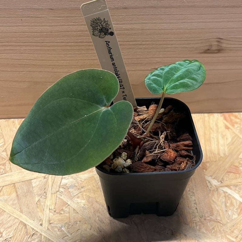 アンスリウム アントラキー （RA7×tezula） | GREEN LUCK