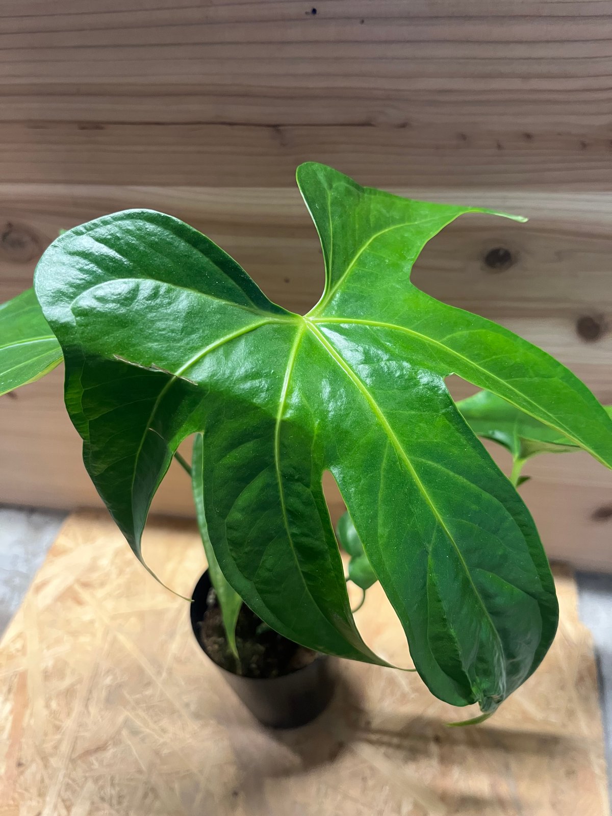 アンスリウム ペダトラディアツム | GREEN LUCK