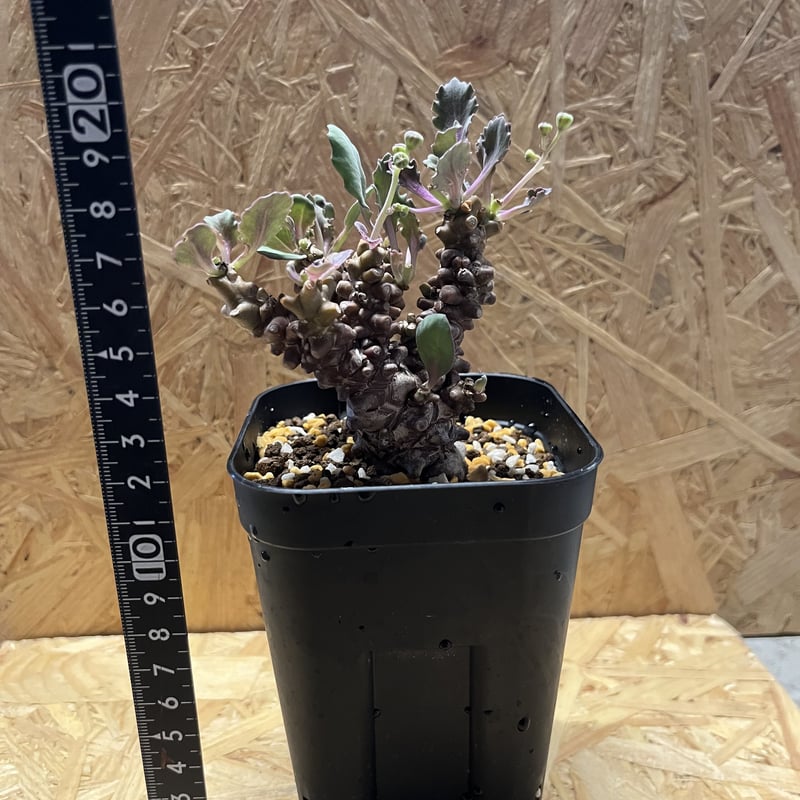 オトンナ ヘレー | GREEN LUCK