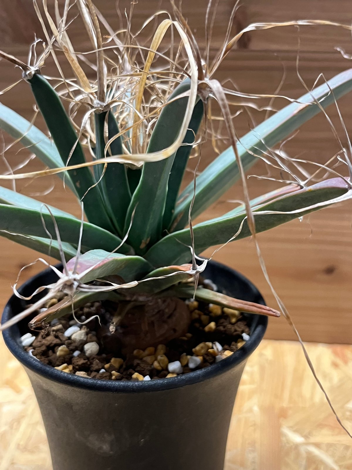 レウクテンベルギア プリンキピス 晃山 | GREEN LUCK