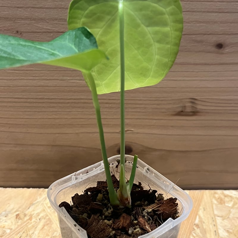 アンスリウム デルタフォース | GREEN LUCK