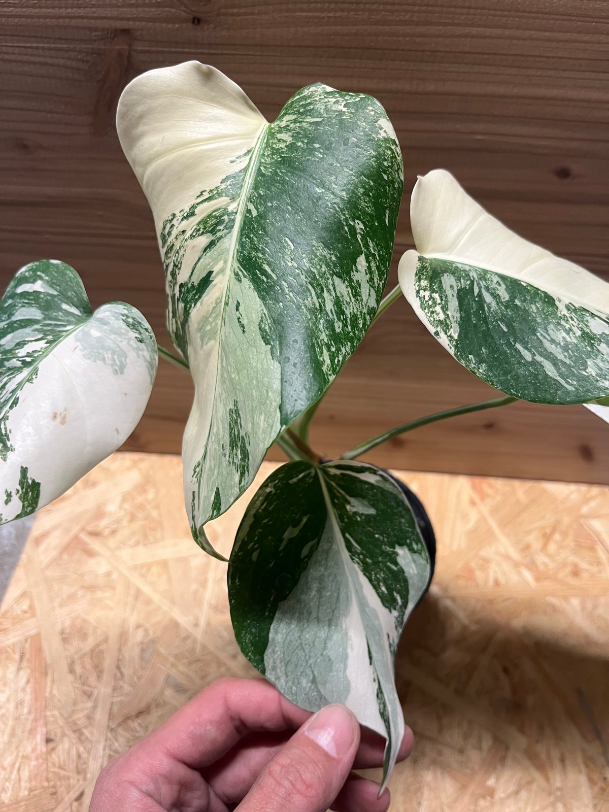 ①斑入りモンステラ　ボルシギアナ　極斑タイプ バリエガータ　カット苗 極斑入り モンステラ ボルシギアナ バリエガータ | GREEN LUCK