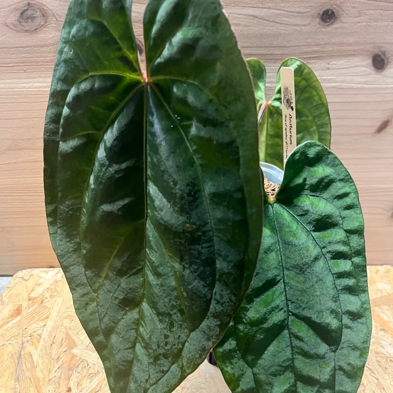 アンスリウム エースオブスペード×ドレスレリ | GREEN LUCK