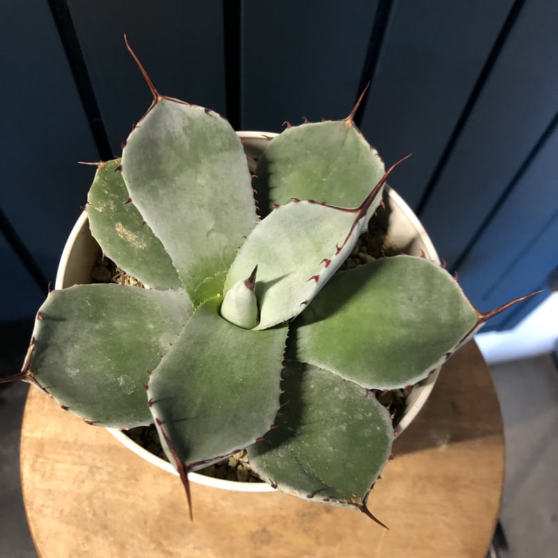 大幅値下げ中（希少）国内実生　アガベ　パリー　ホーチェンシス 　大型 吉祥天 アガベ パリー 吉祥天 | GREEN LUCK