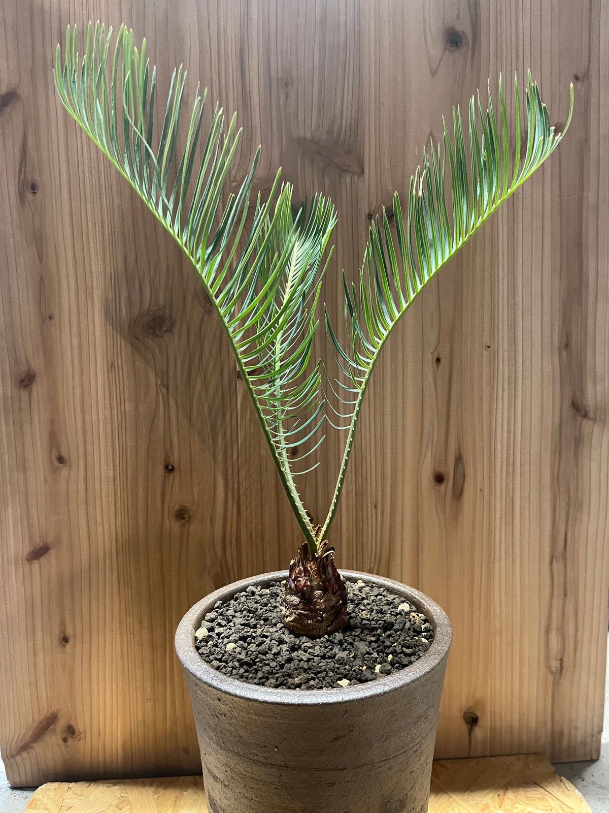 サイカス カイルンシアナ×伝市鉢 登窯 | GREEN LUCK