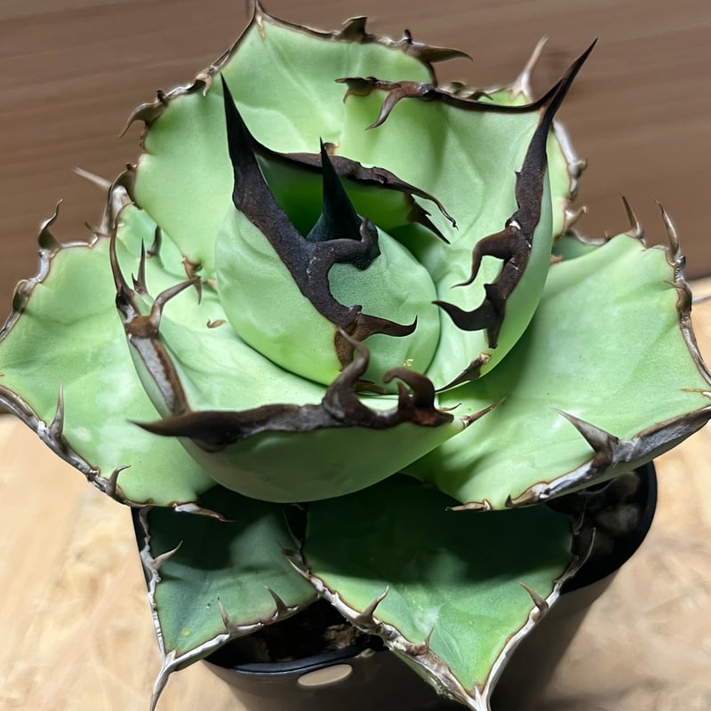アガベ チタノタ USノーネーム | GREEN LUCK