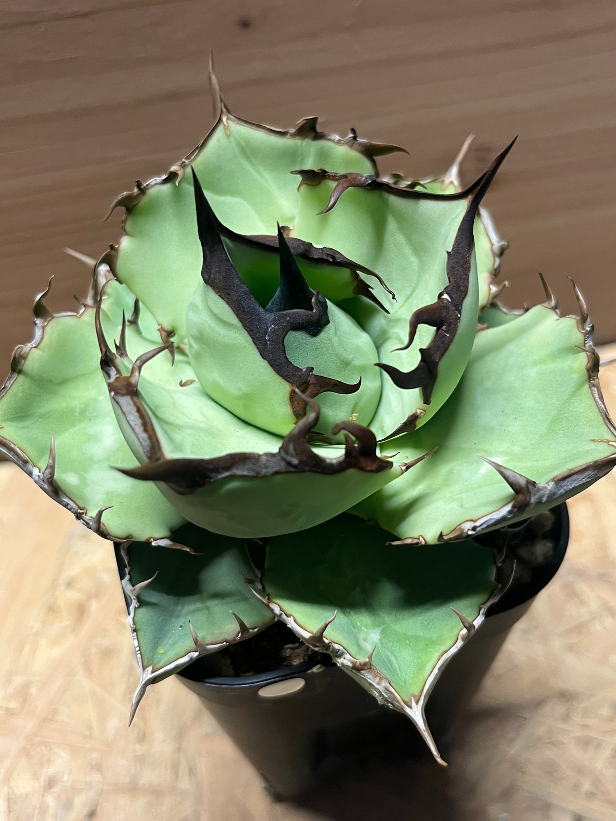 アガベ チタノタ USノーネーム | GREEN LUCK