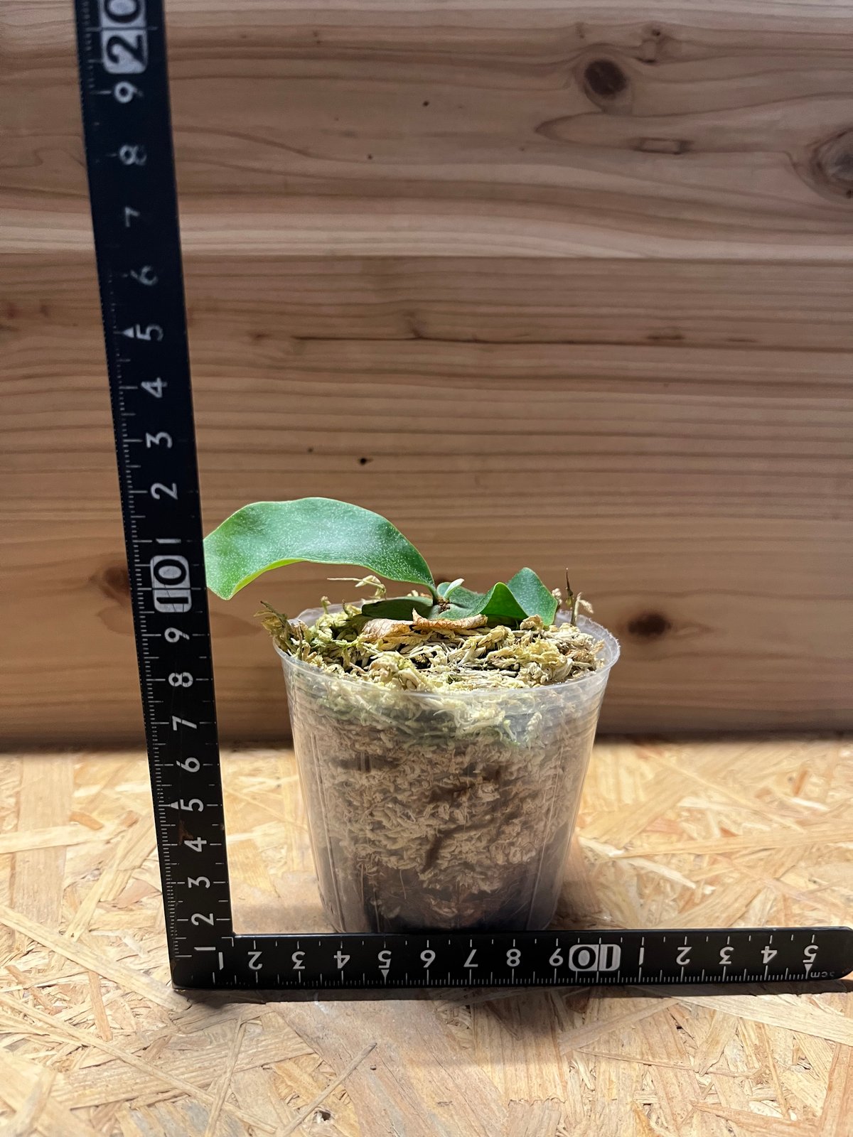 ビカクシダ 風神 | GREEN LUCK