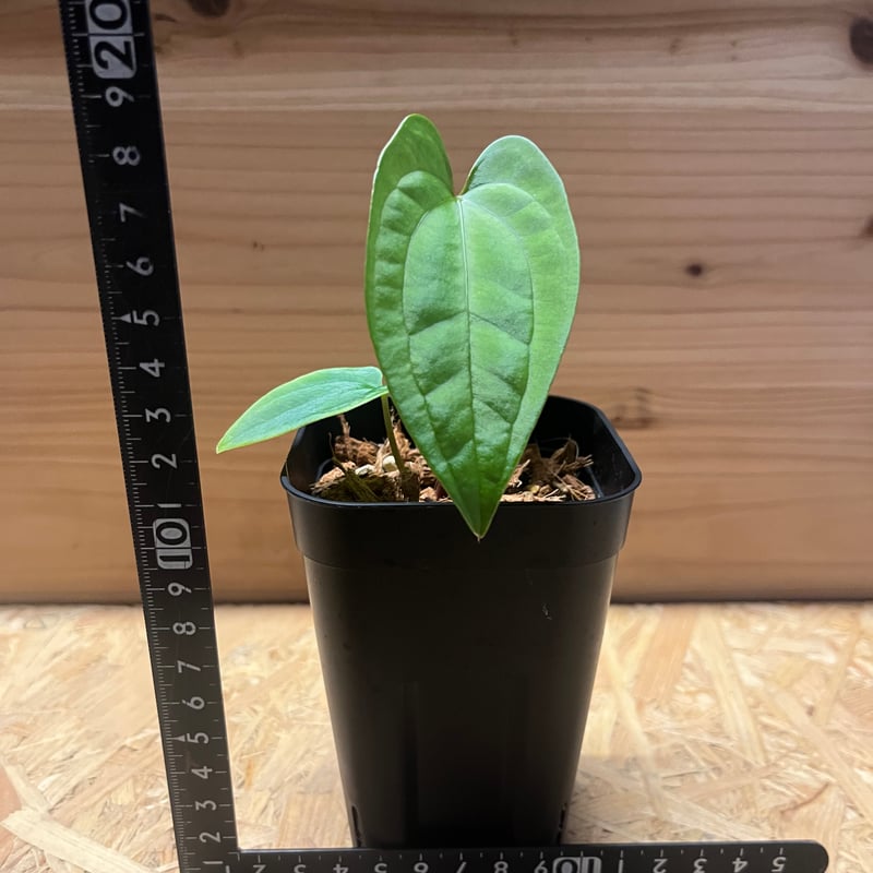 アンスリウム パピリラミナム【Guna Yara】×レッドダークフェニックス