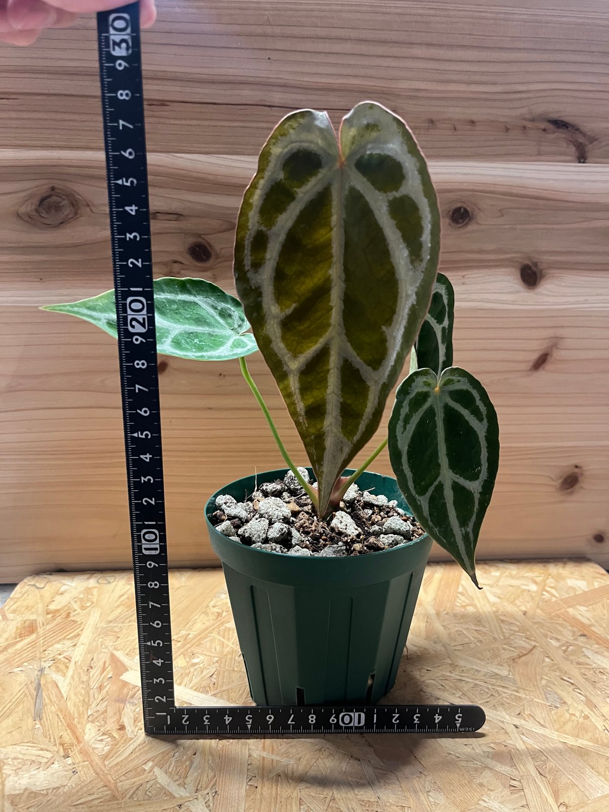 アンスリウム マグニフィカム×フォルゲッティ | GREEN LUCK