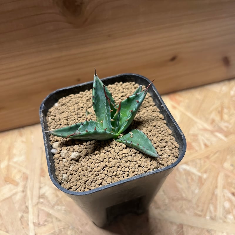 多肉植物アガベ モンタナ極上子株 い*ぬ様 1716 アガベ モンタナ 優良株 Agave montana 2株同