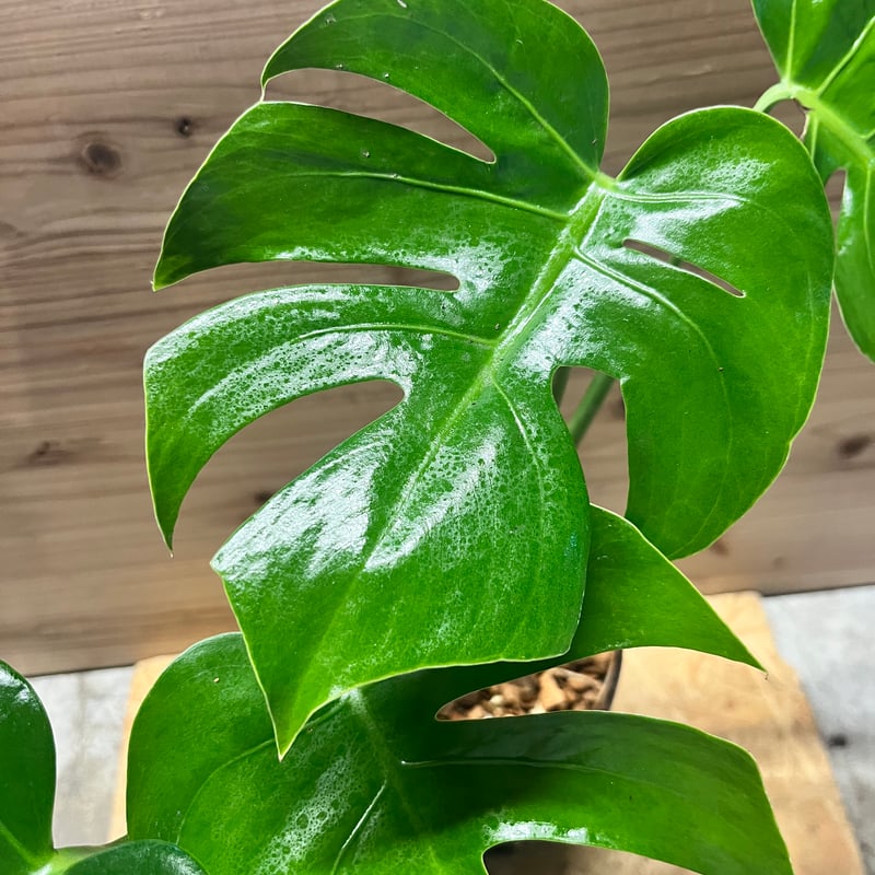 モンステラ デリシオーサ 'マクロコズム' | GREEN LUCK