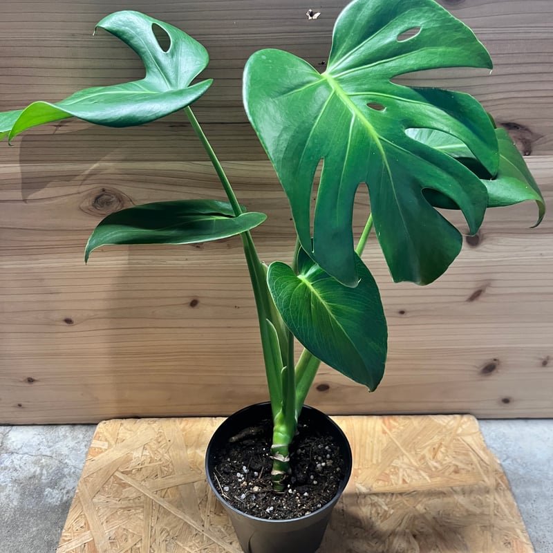 モンステラ デリシオーサ 実生選抜 | GREEN LUCK