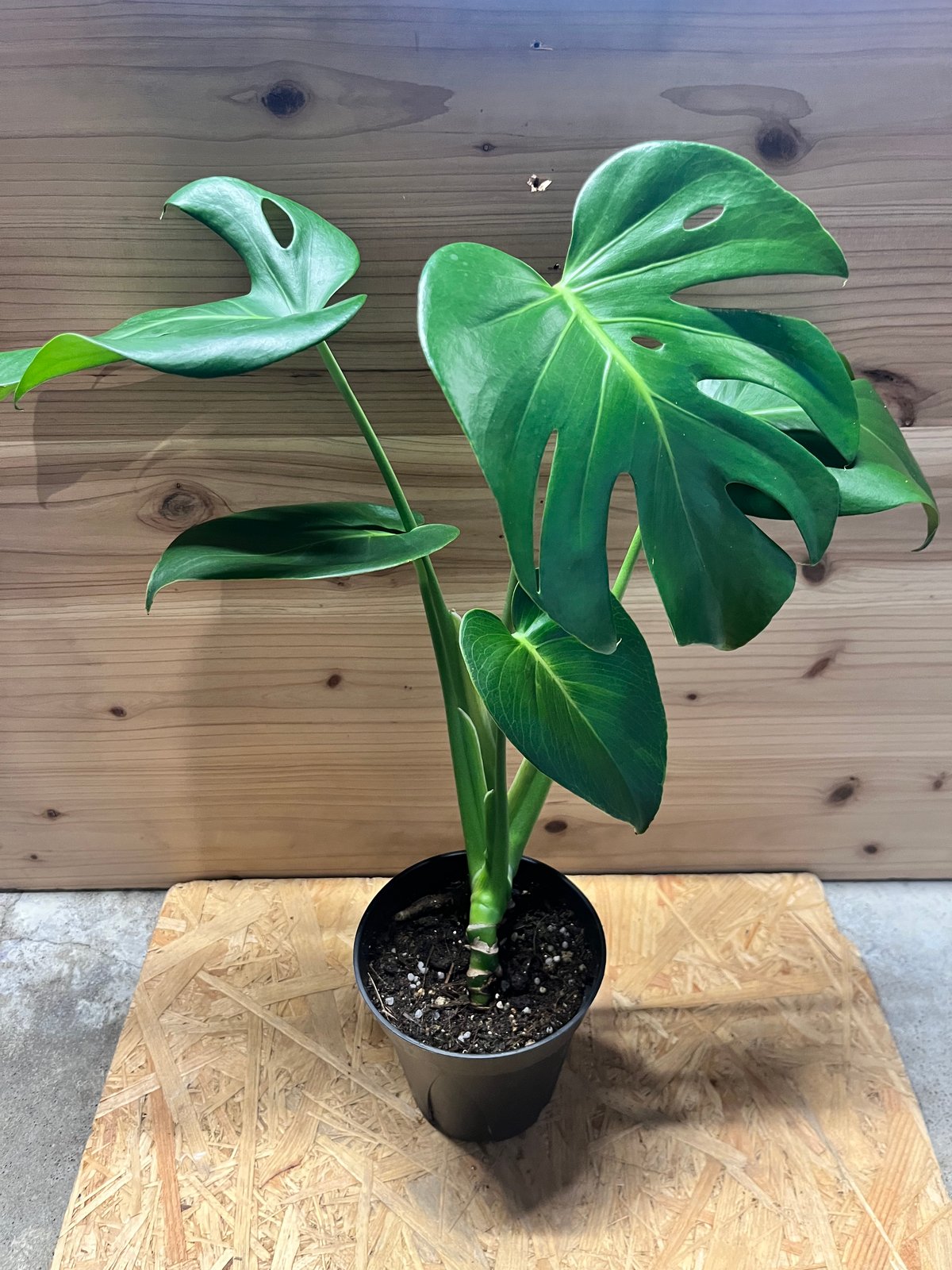 モンステラ デリシオーサ 実生選抜 | GREEN LUCK