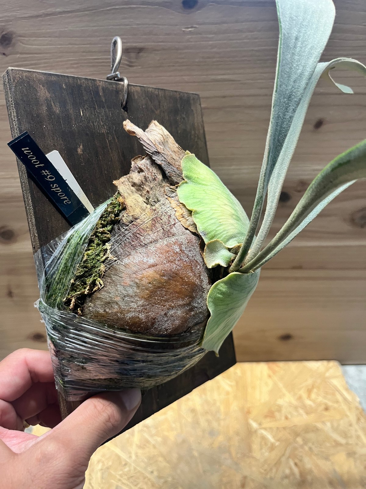 ビカクシダ ウート#9 スポア | GREEN LUCK