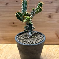ユーフォルビア　ムランジーナ
