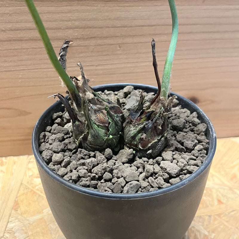 ディオーン エデュレ 多頭 | GREEN LUCK