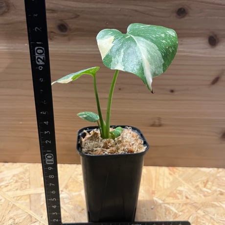 斑入りモンステラ　デリシオーサ　クリームブリュレ
