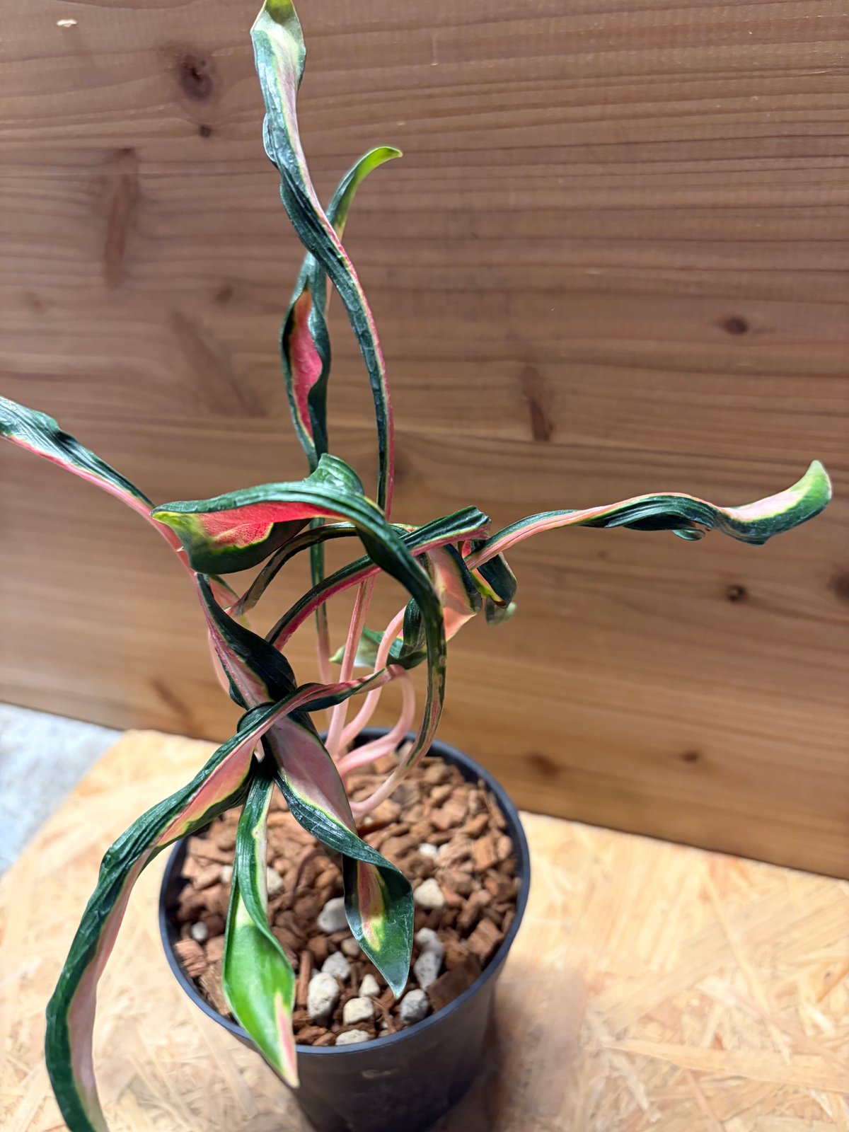 その他観葉植物 Aglaonema Medusa アグラオネマ 'メデューサ' | GREEN LUCK