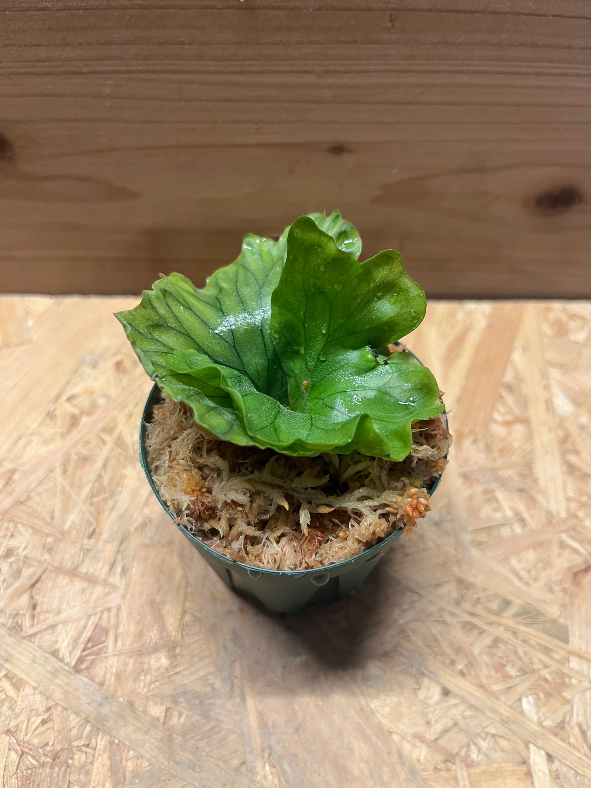 ビカクシダ ワンダエドワーフ | GREEN LUCK