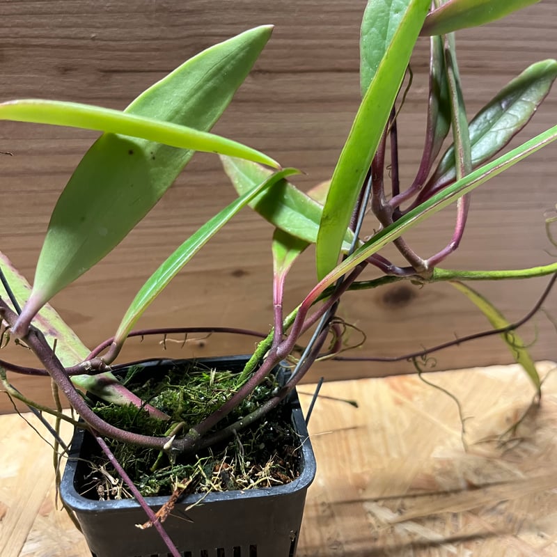 ホヤ スラウェシアナ | GREEN LUCK